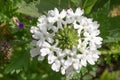 Rose mock vervain Verbena canadensis Snowflurry showy white flowers